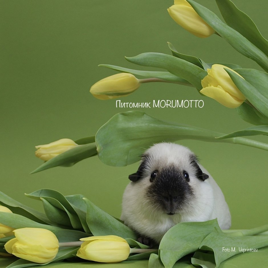 Орешки для белки