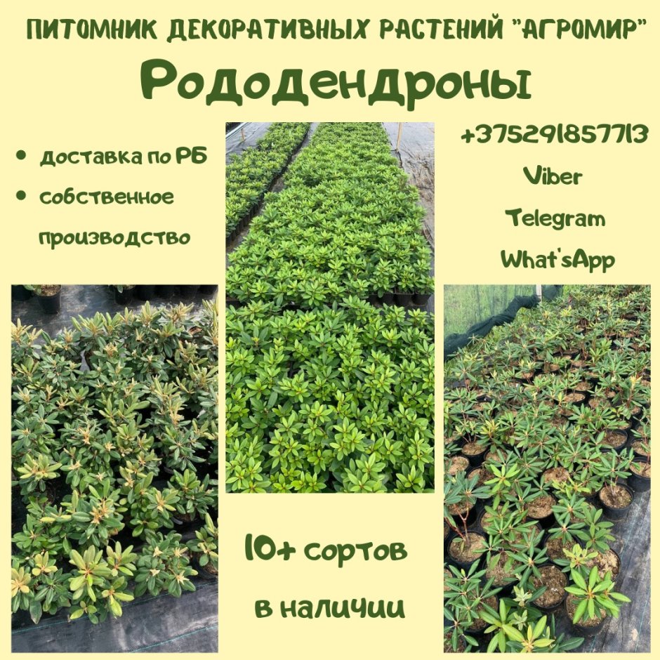 Белка с орешками