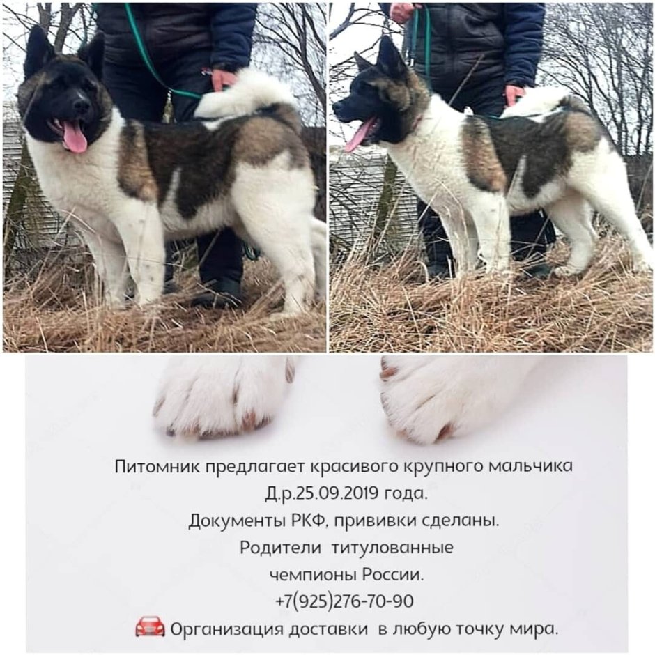 Животные питающиеся фруктами
