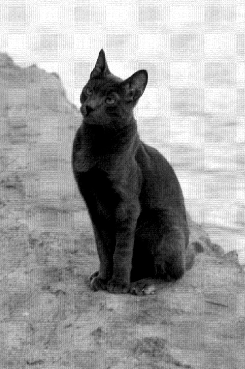 Кошка египитская, чёрная