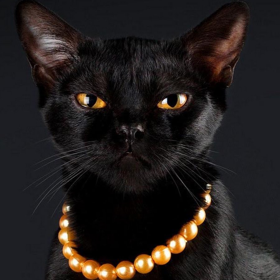 Бомбейская черная кошка