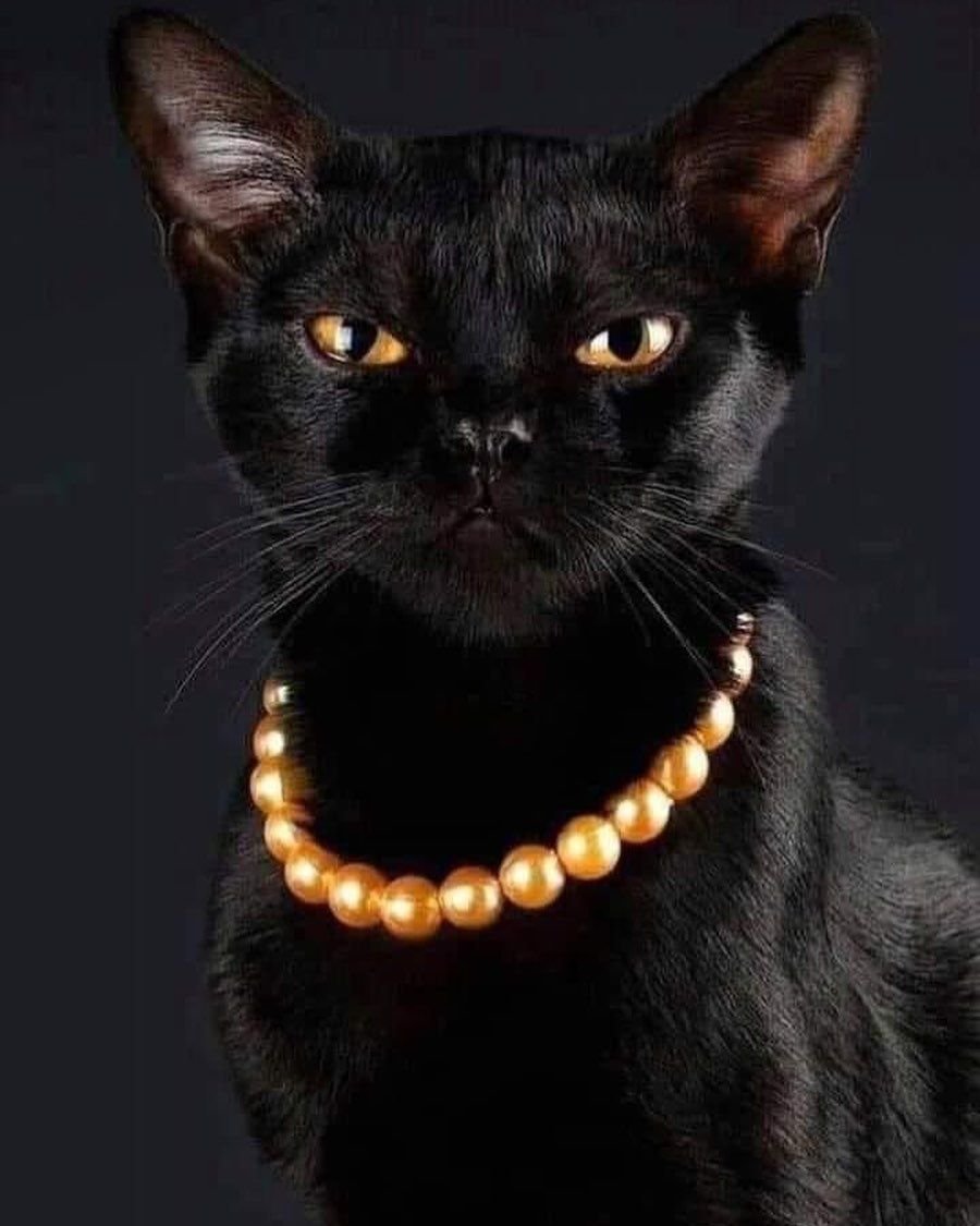 Фараонова собака черная