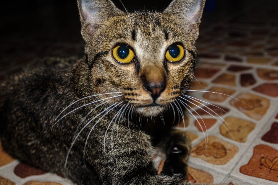 Египетская МАУ кошка черная