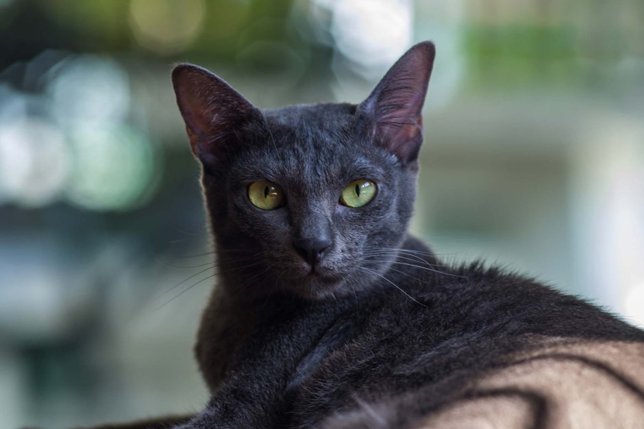 Корат кошка черная