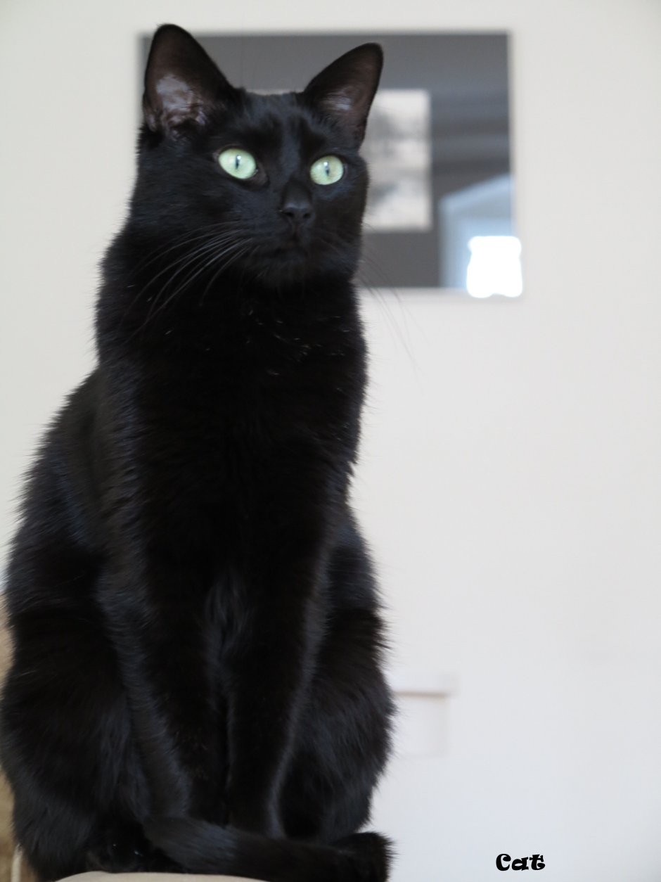 Египетская МАУ черная