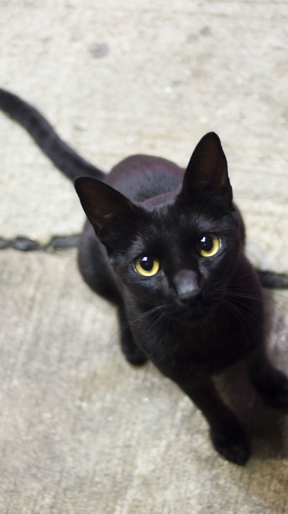 Египетские коты черные