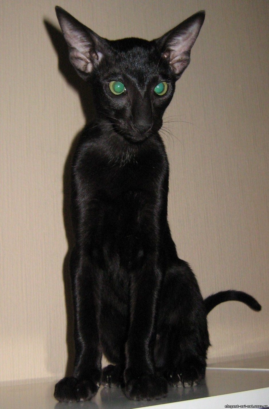 Сфинкс черный Ориентал