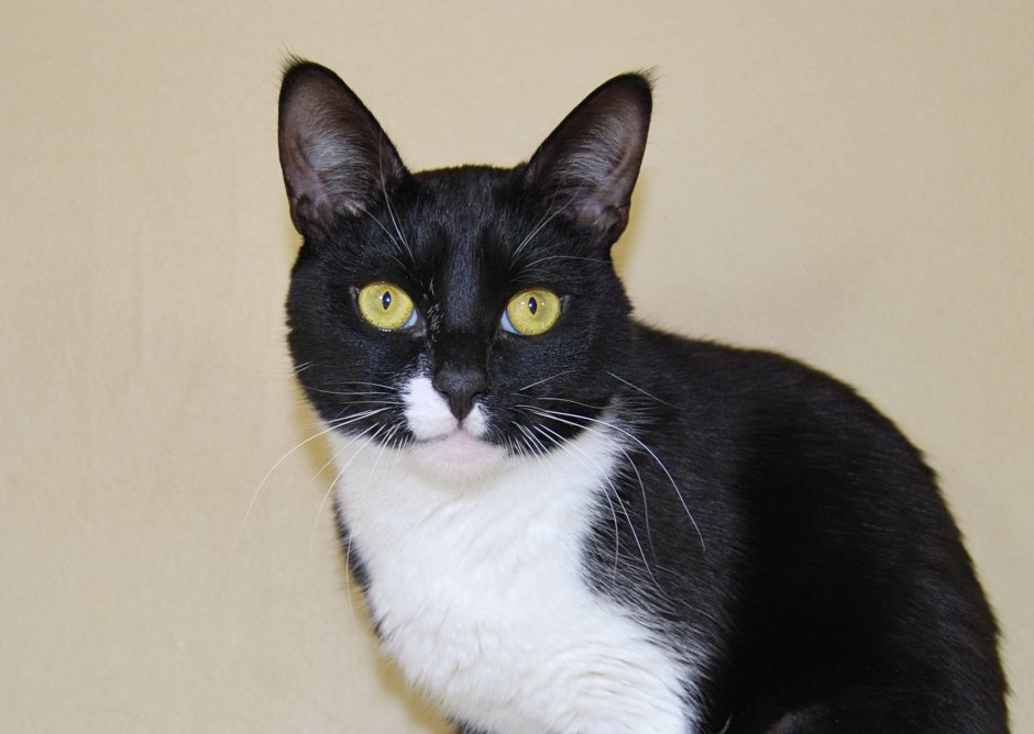 Кот породы метис