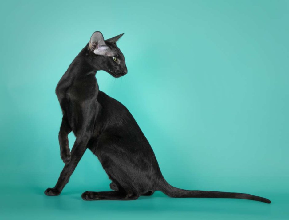 Бомбейская черная кошка