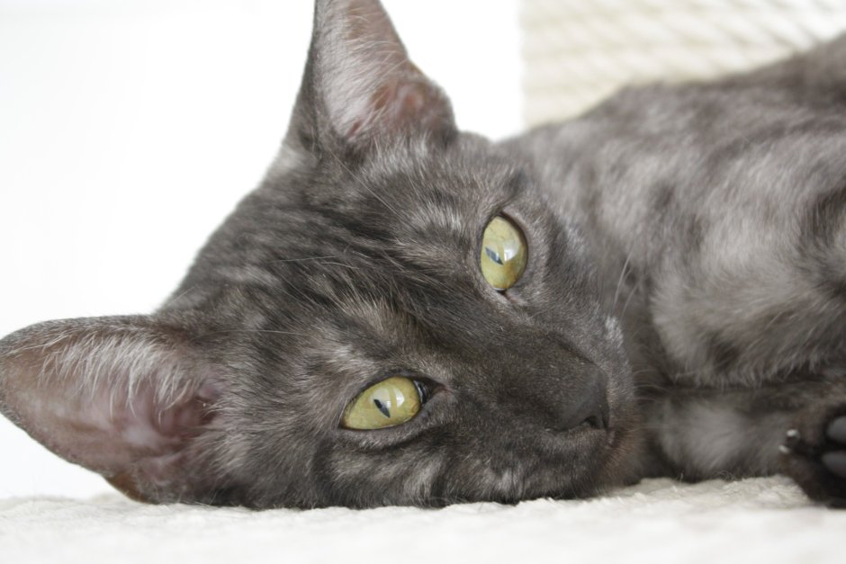 Корниш рекс кошка