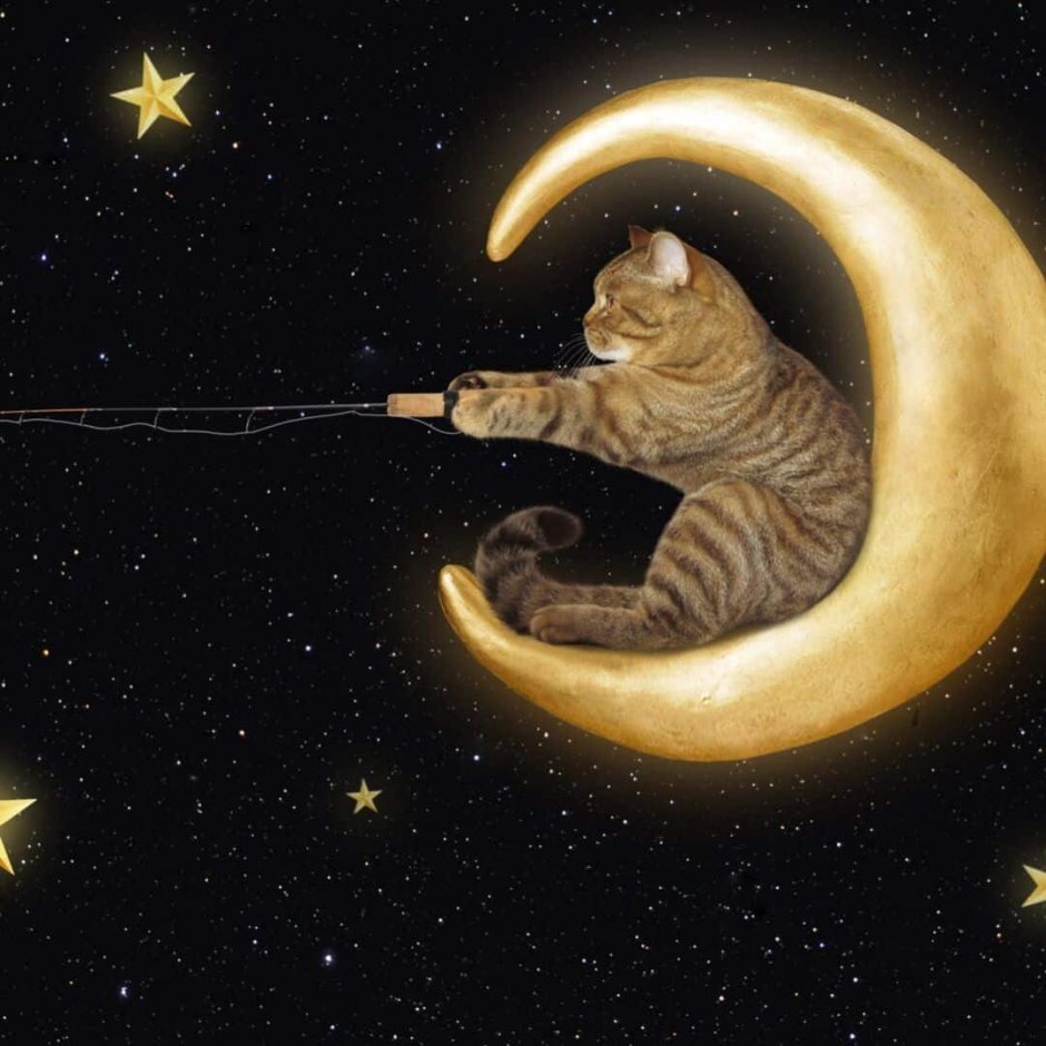 Котик на Луне