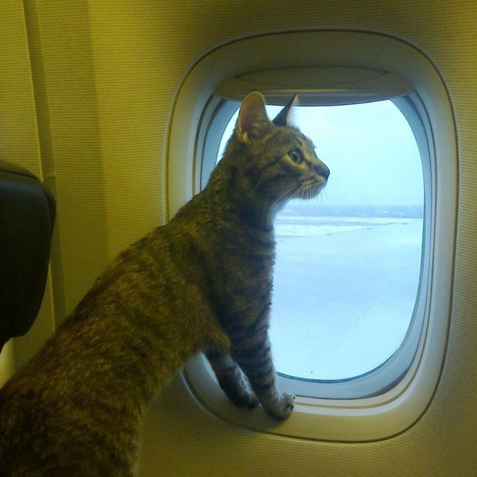Кошка сама