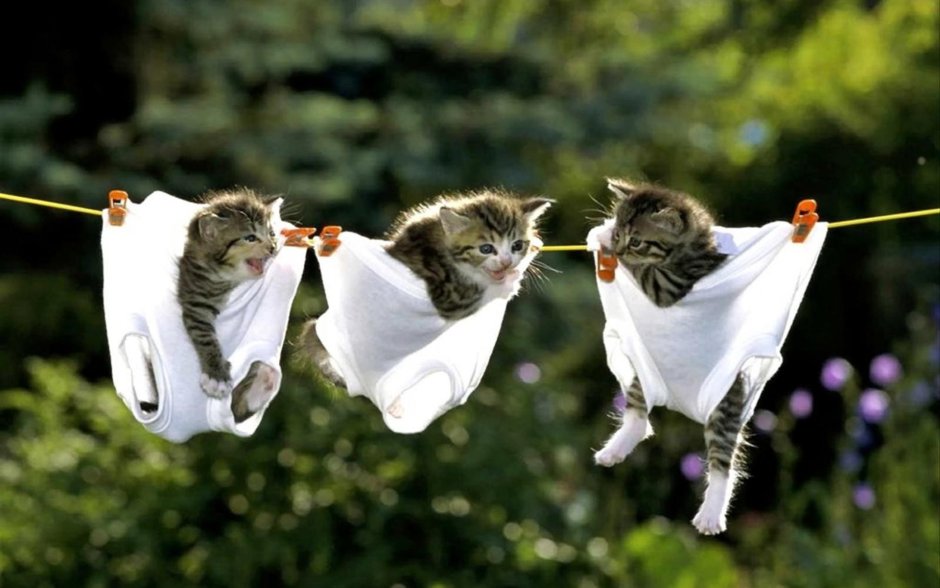 Котики для поднятия настроения