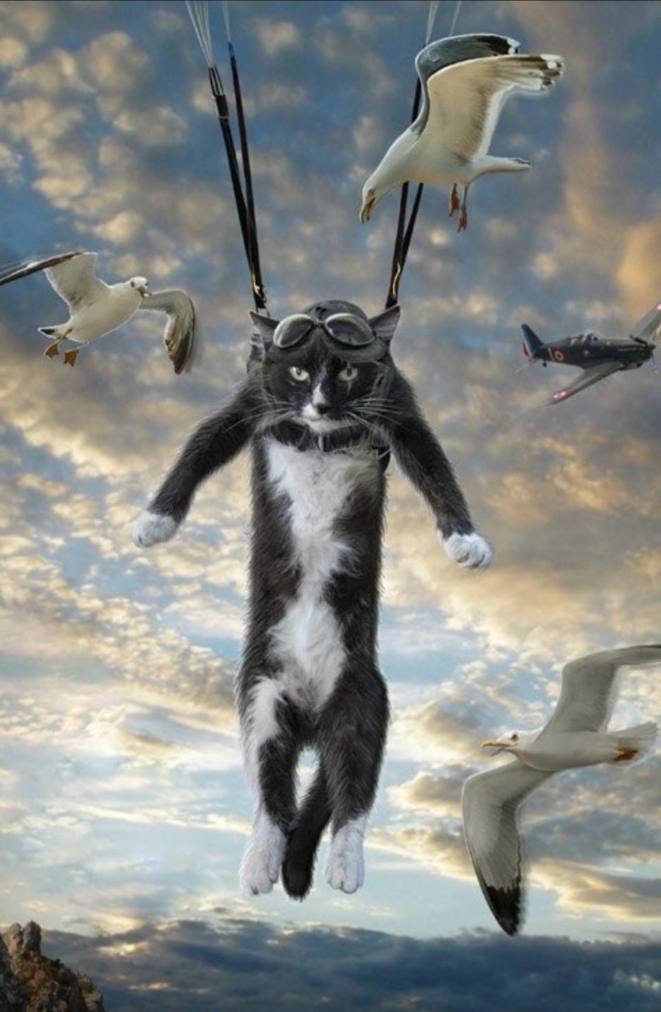 Кот на парашюте