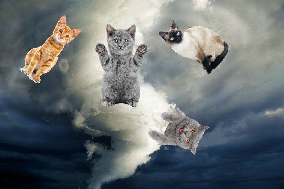 Летающий котик