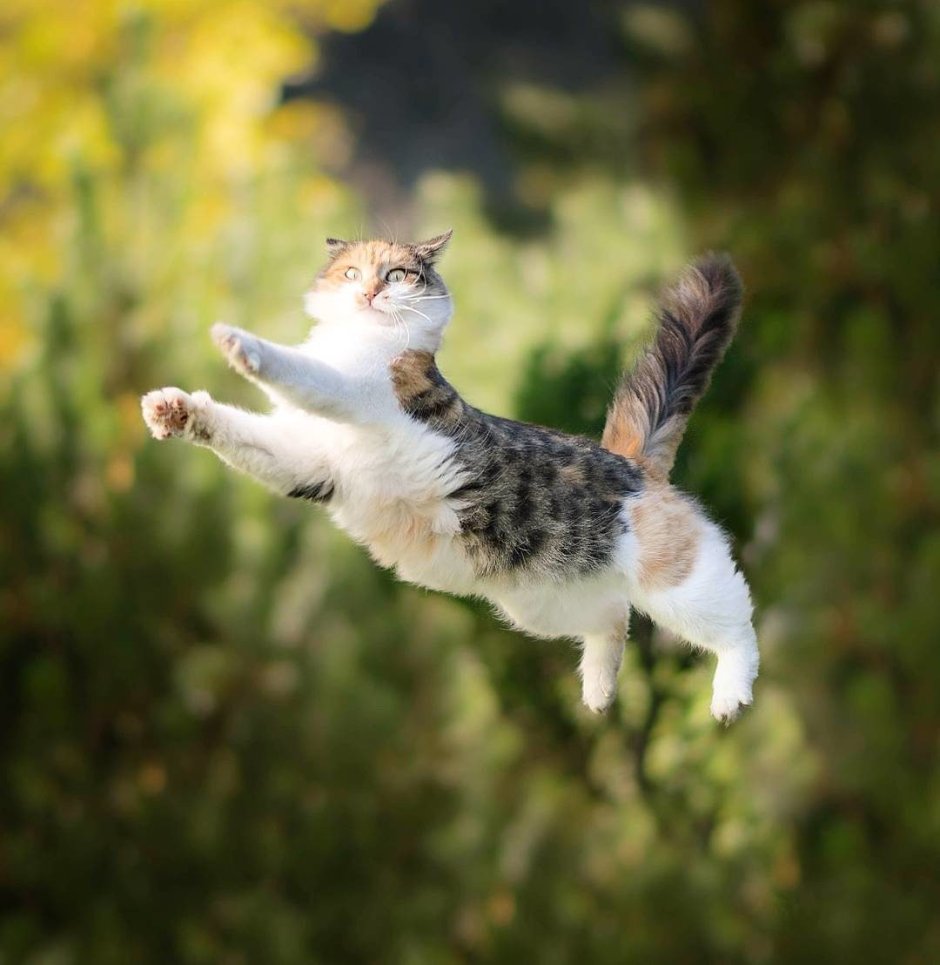 Летающий кот
