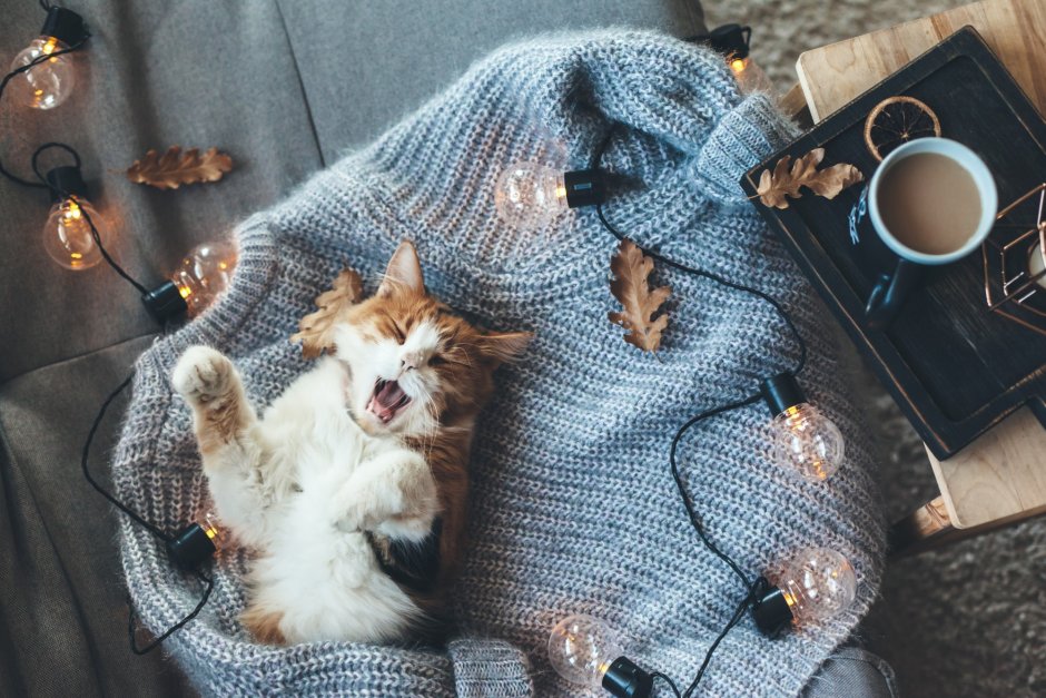 Уютные кошки