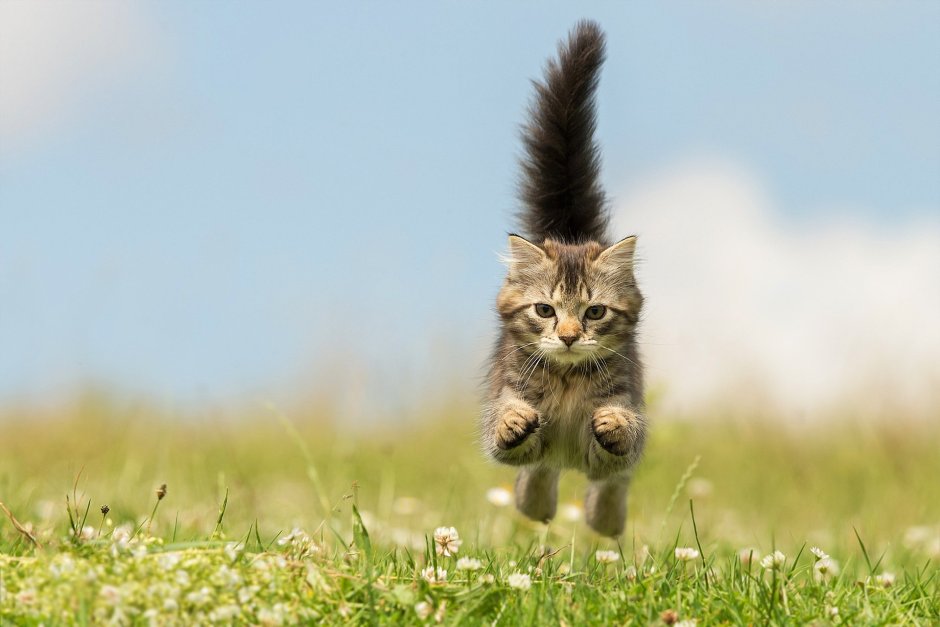 Коты в движении