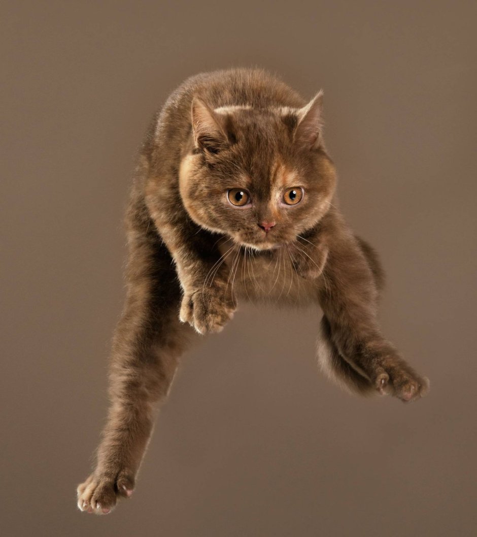 Летающая кошка