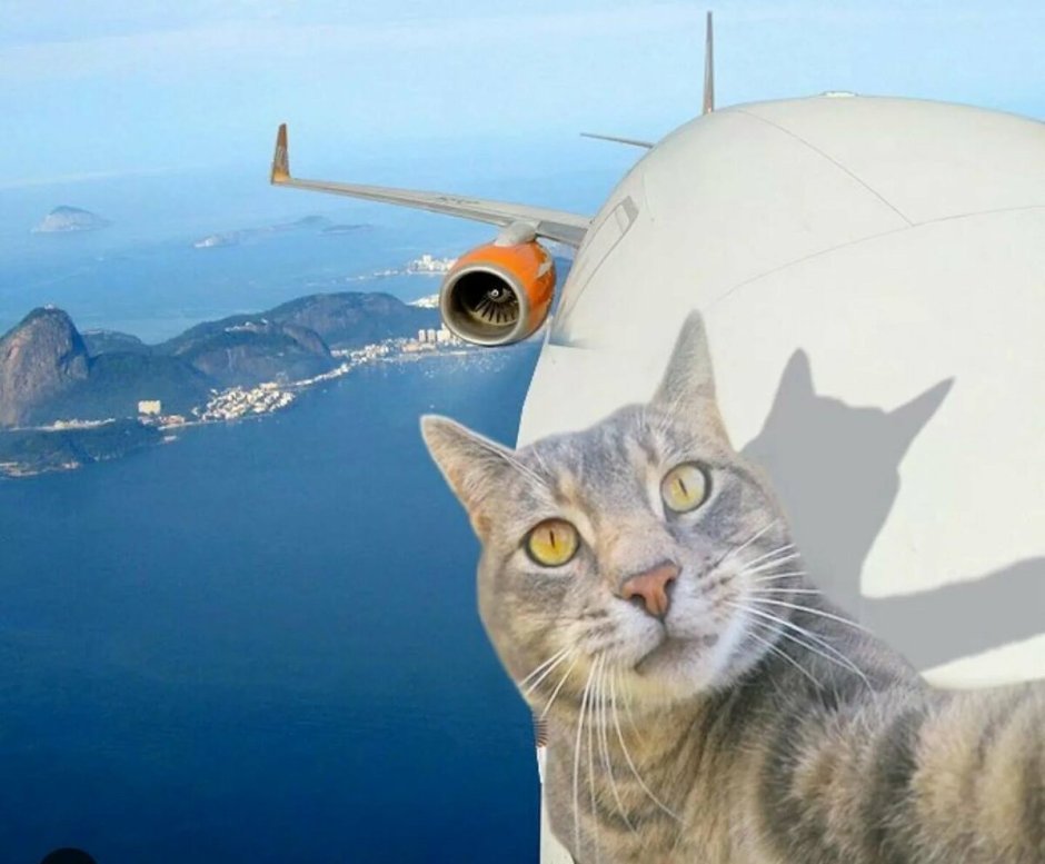Кот в самолете