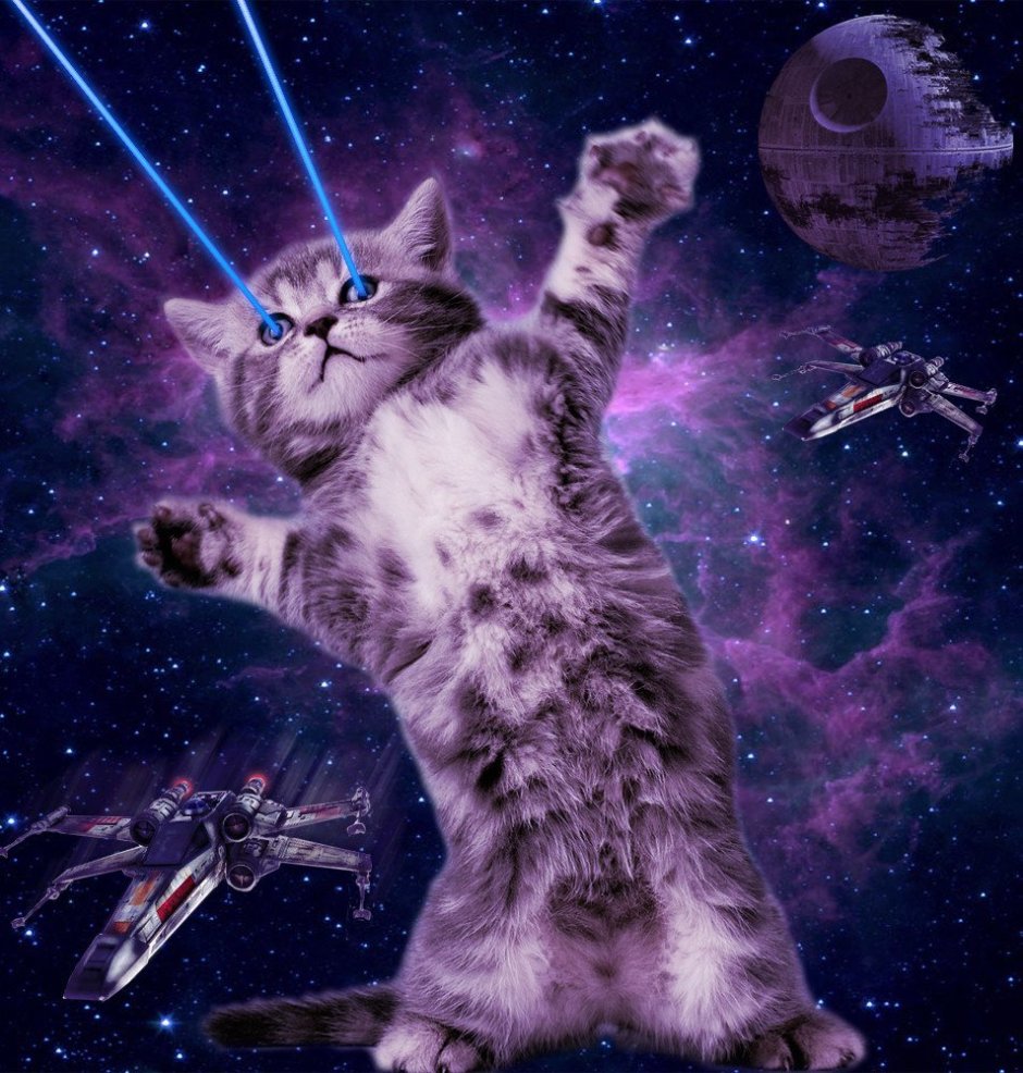 Котята в космосе