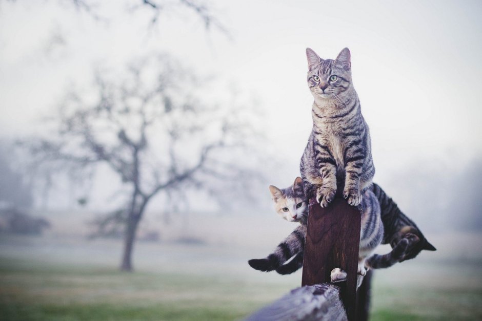 Кот в плаще