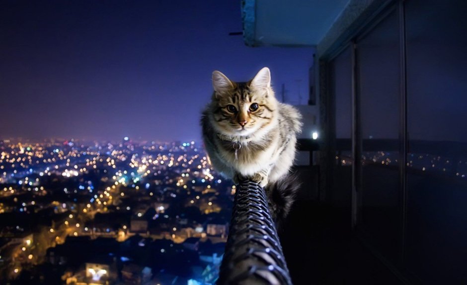 Кошка на фоне ночного города