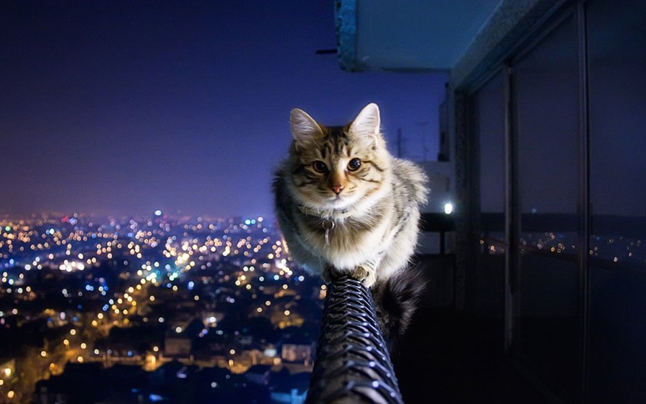 Света кот