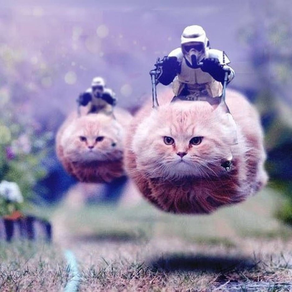 Летающие коты