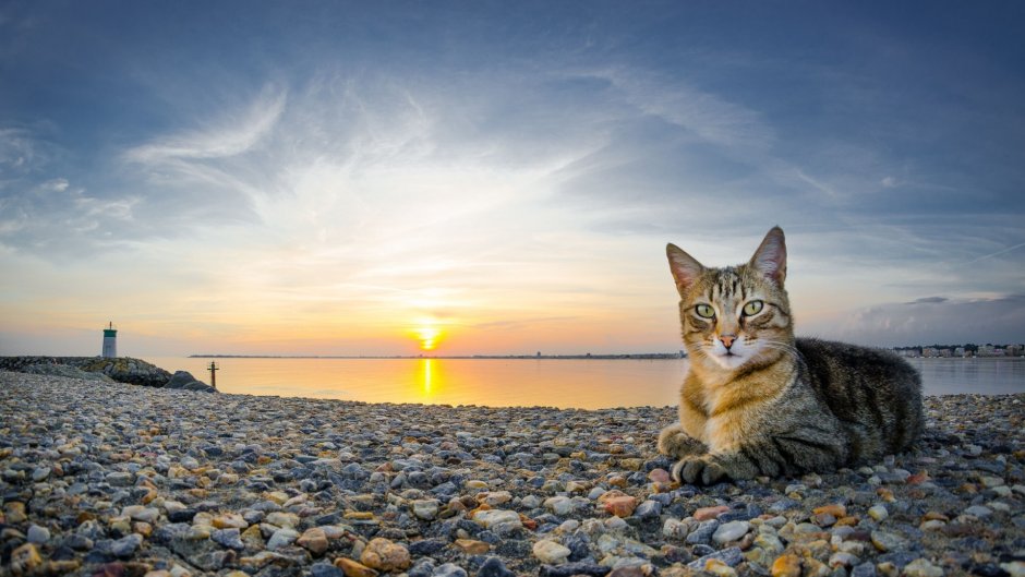 Котик на море