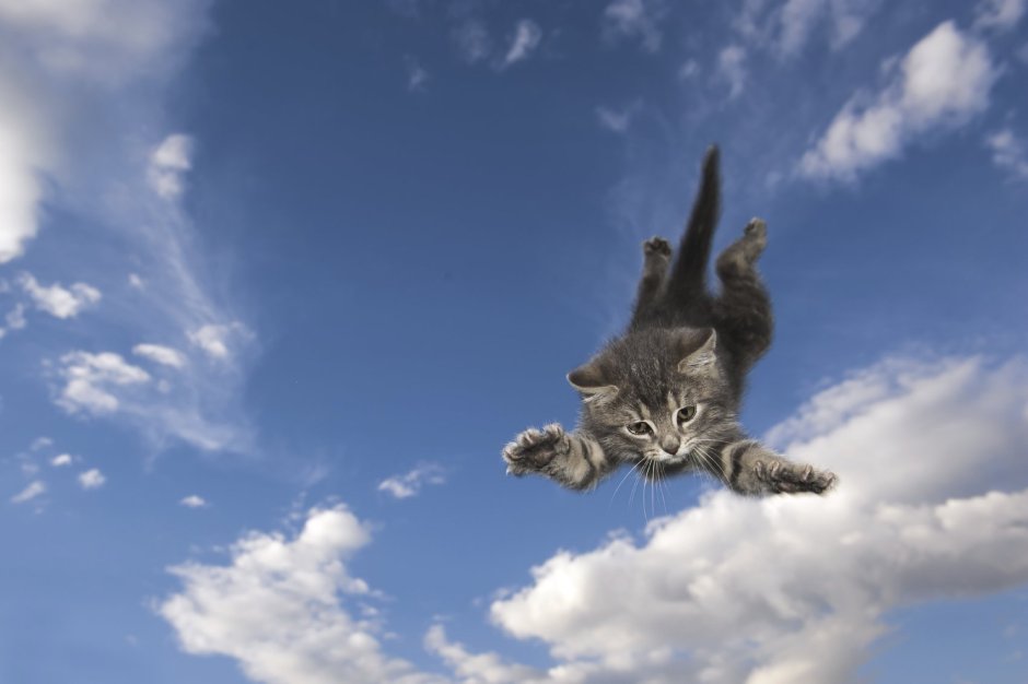 Котенок в полете