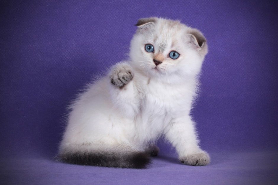 Шотландская вислоухая кошка скоттиш