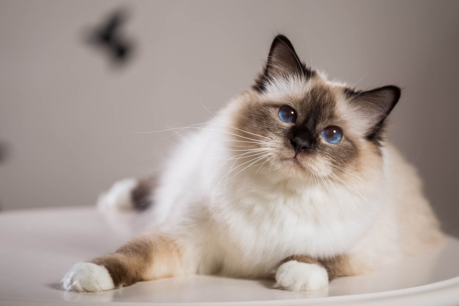 Сиамская Балинезийская кошка