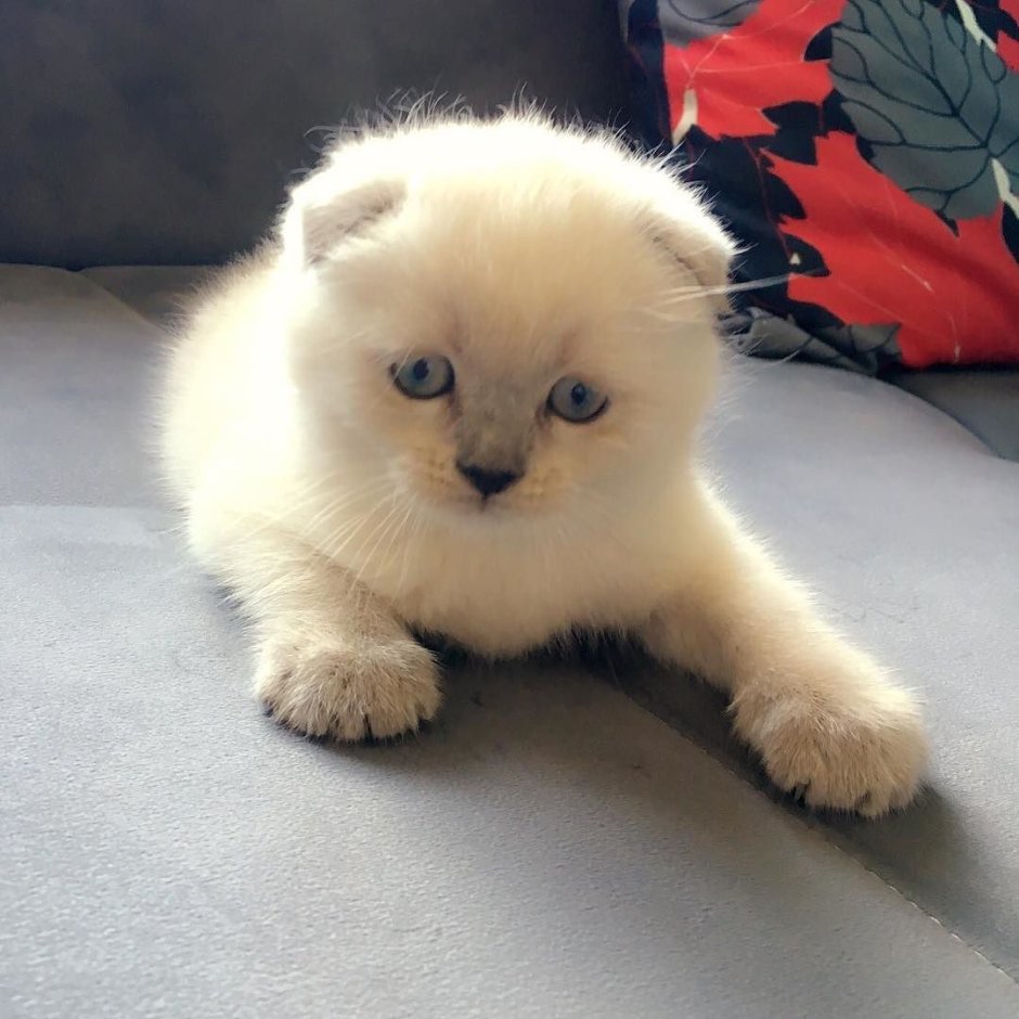 Манчкин шиншилла