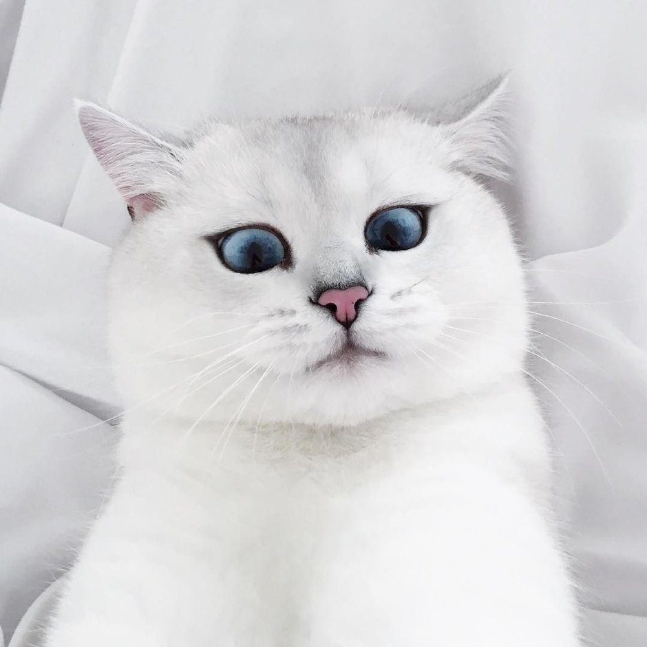 Скоттиш фолд фолд
