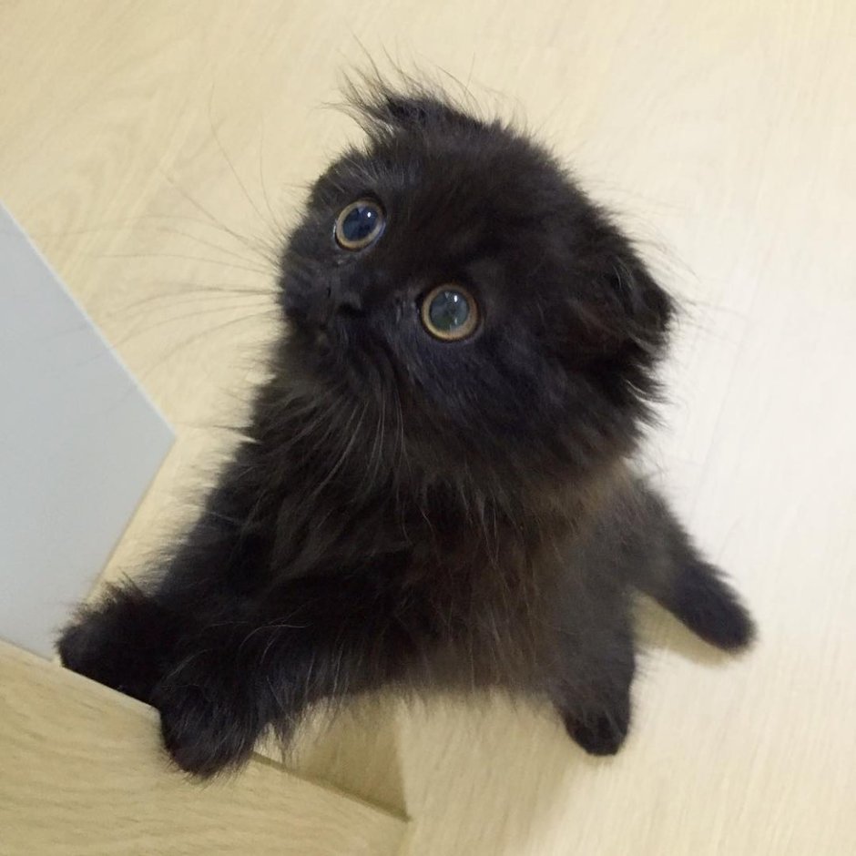 Скоттиш фолд котята