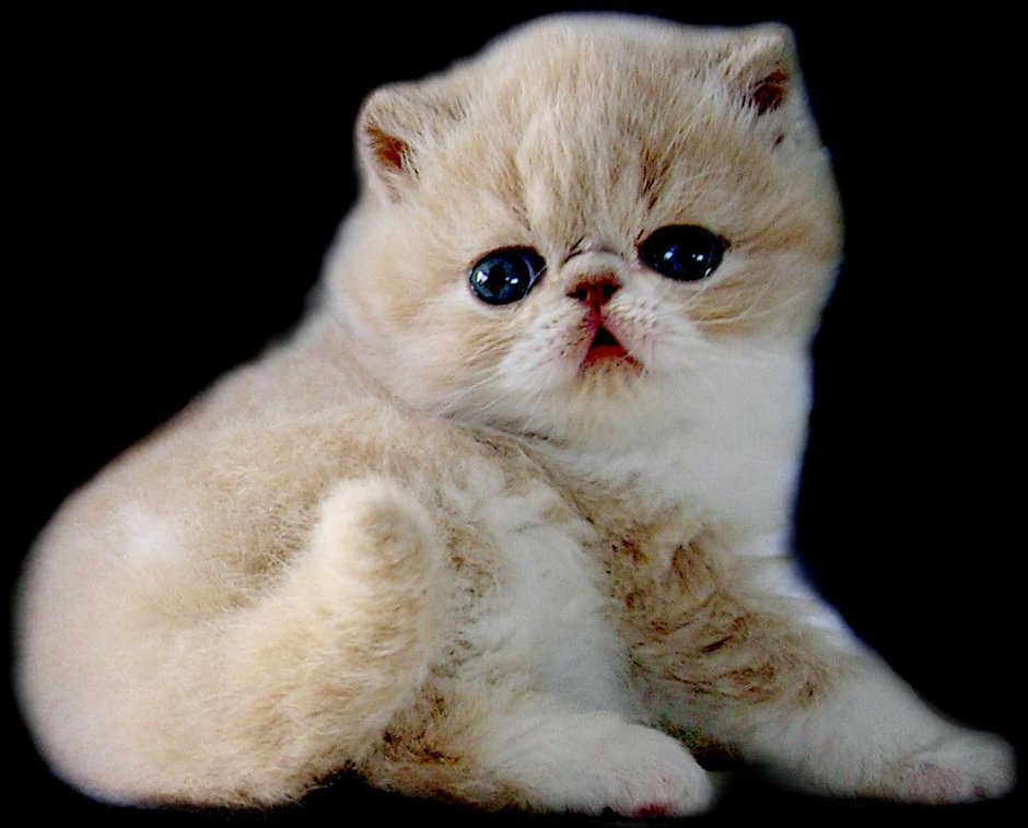 Кот британец вислоухий серый