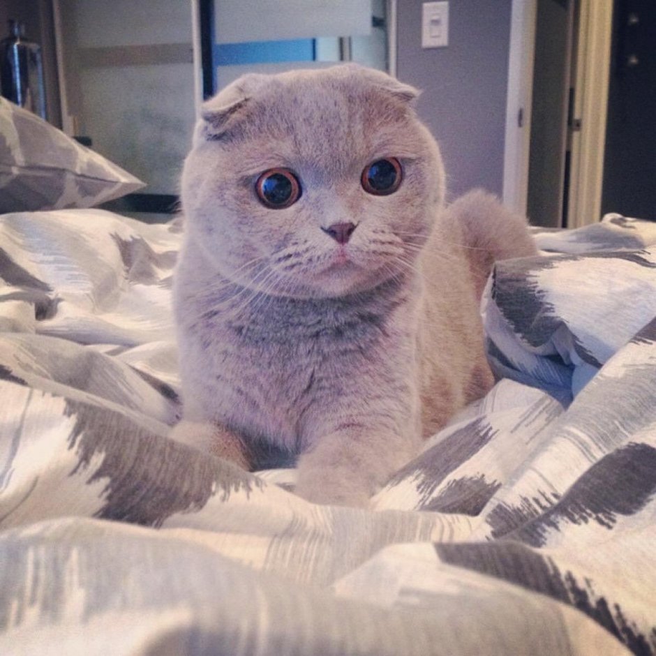 Бело коричневая вислоухая кошка