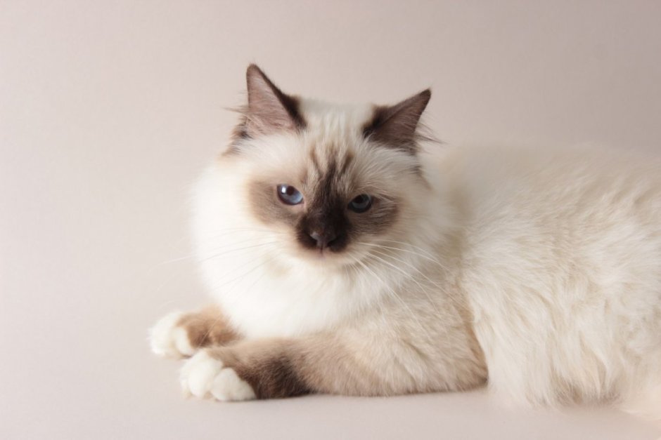 Невская маскарадная кошка