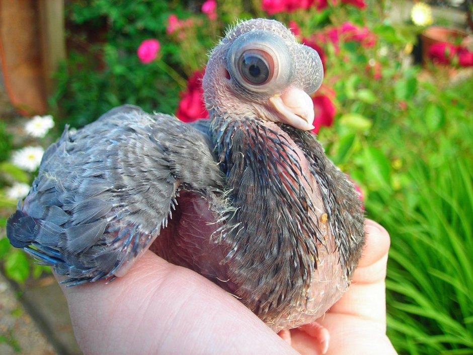 Будапештские короткоклювые голуби