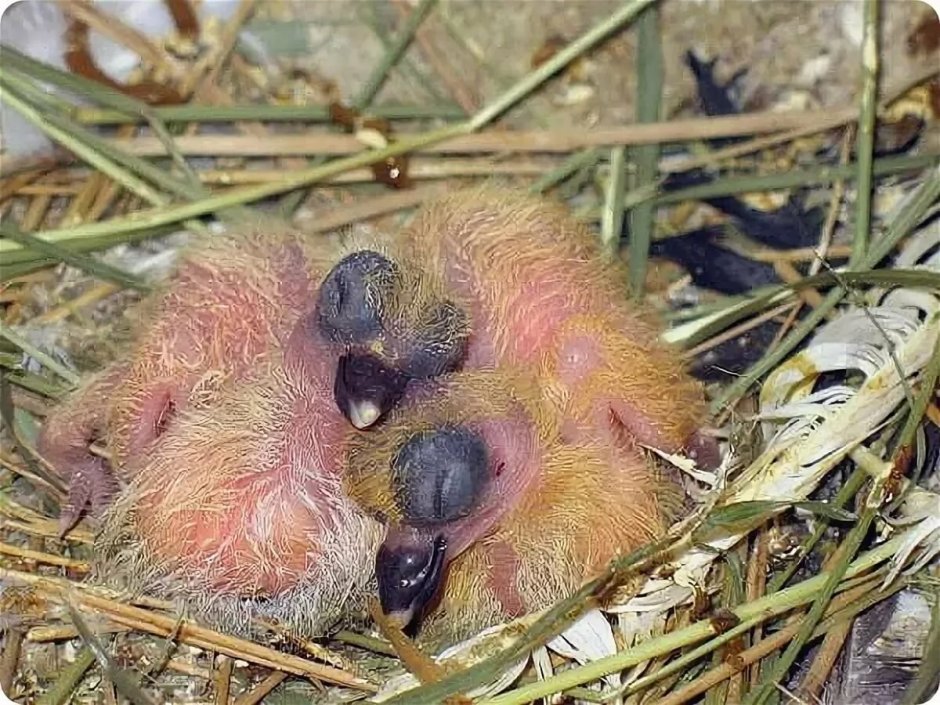 Маленькие голуби голубята