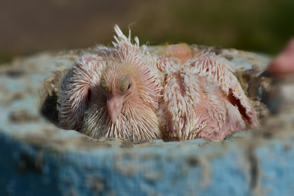 Голубята птенцы