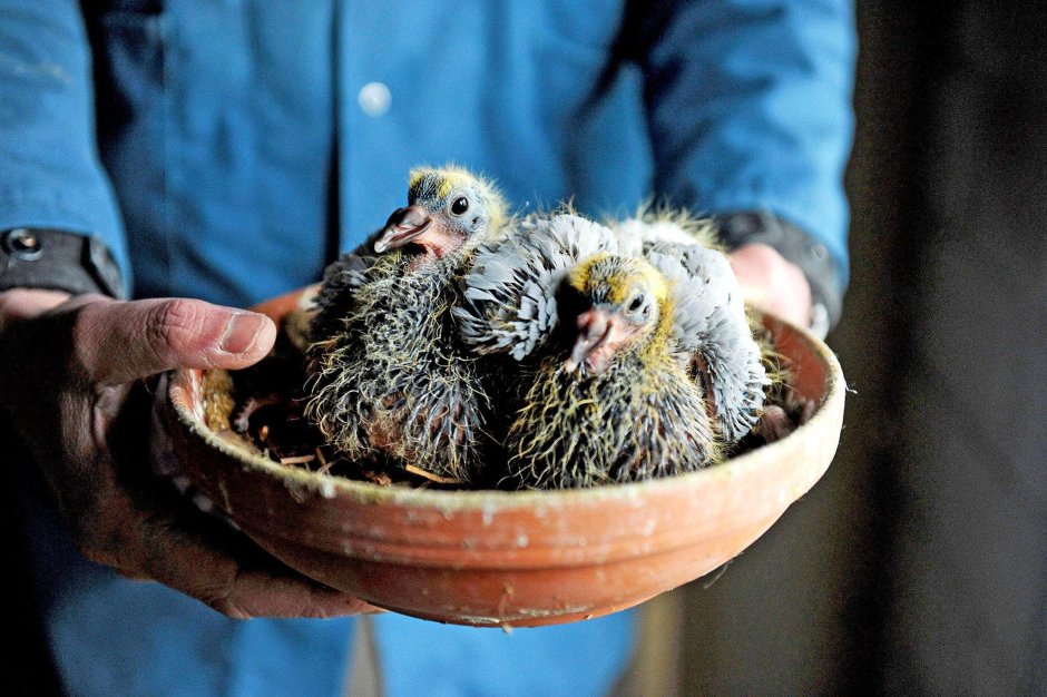 Горлица голубь птенцы