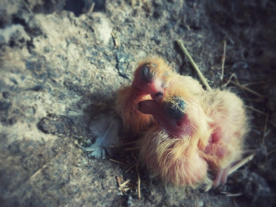 Маленький голубь птенец