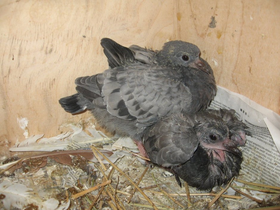 Птенец горлицы