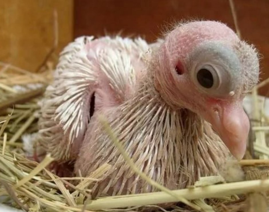 Птенец голубя