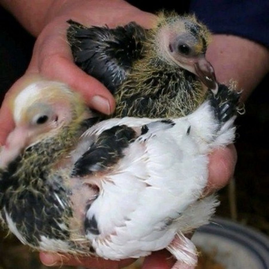 Новорожденный голубь