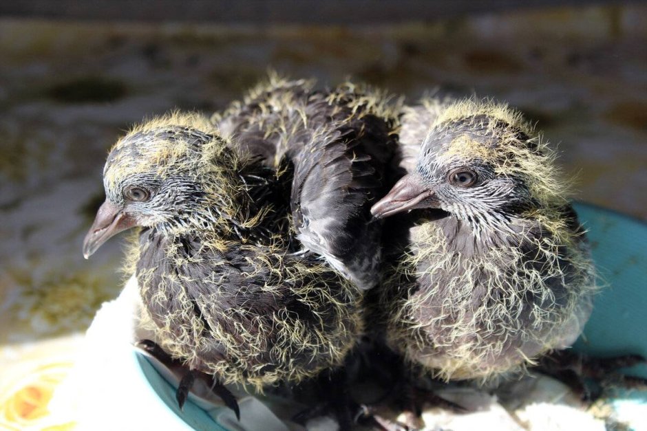 Маленькие голубята птенцы