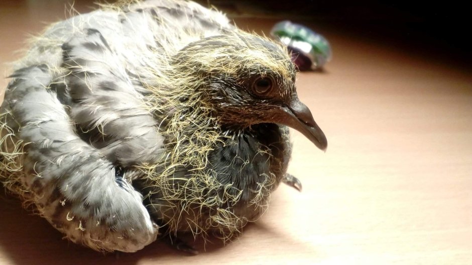 Птенец горлицы