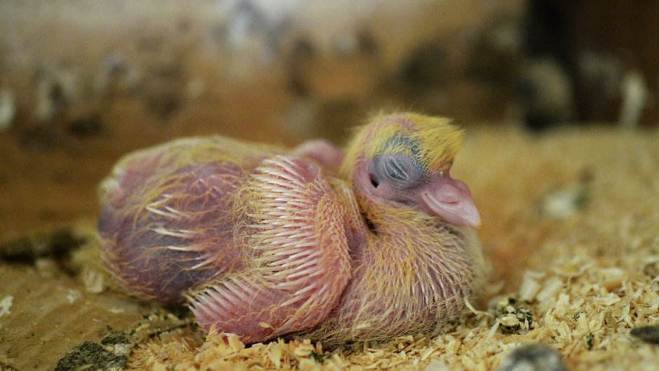 Маленький голубь птенец